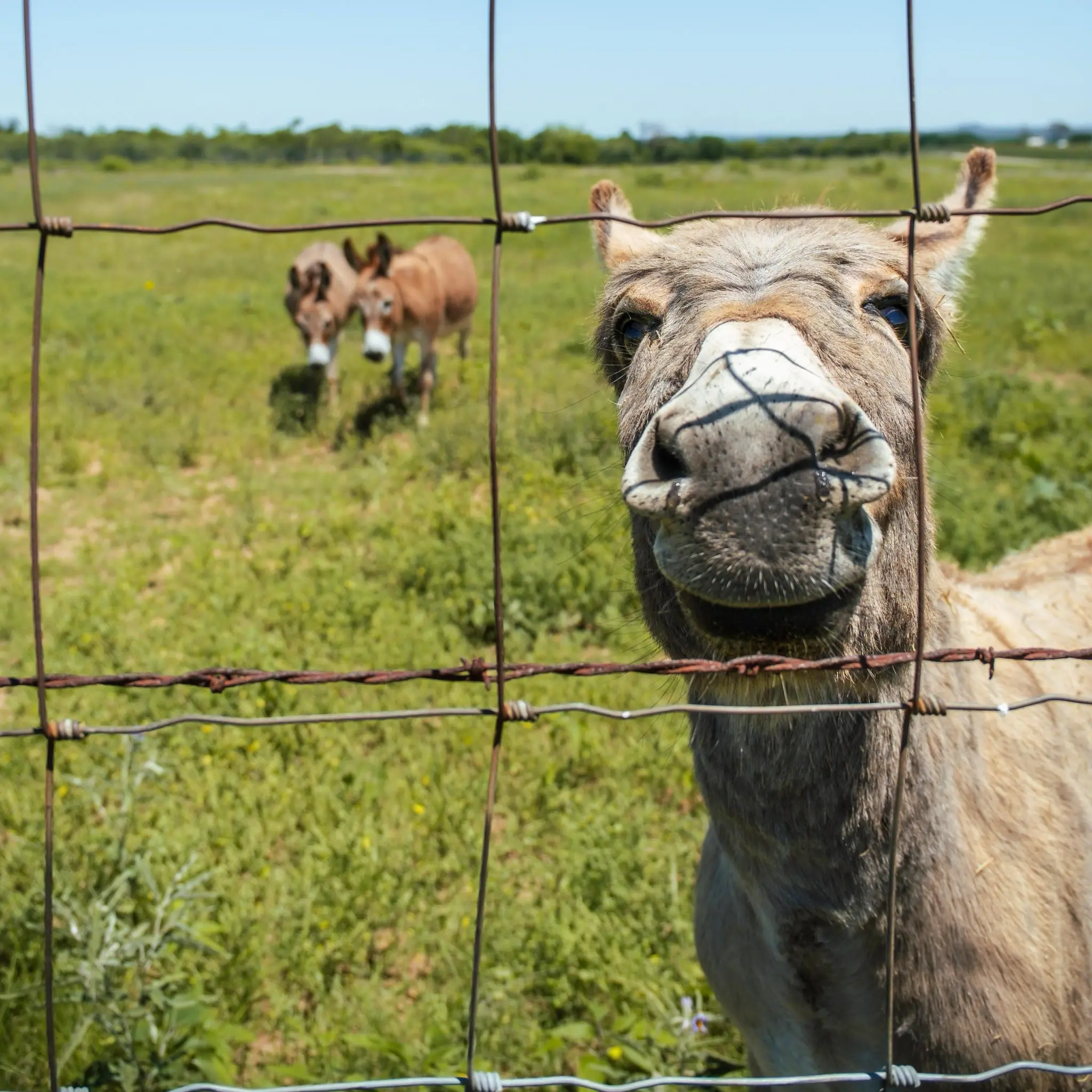 Cute donkeys Cute donkeys