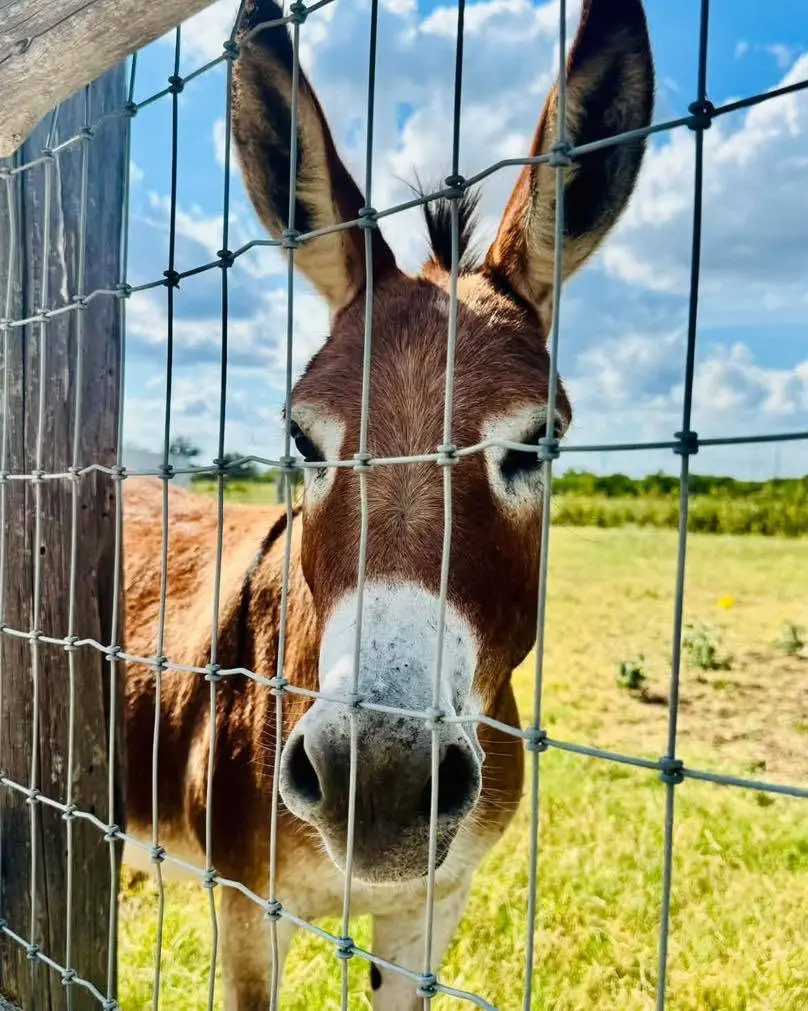 Beautiful Lily the donkey Beautiful Lily the donkey