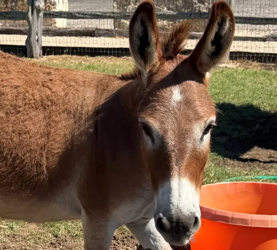 Larkin with the big ears Larkin with the big ears