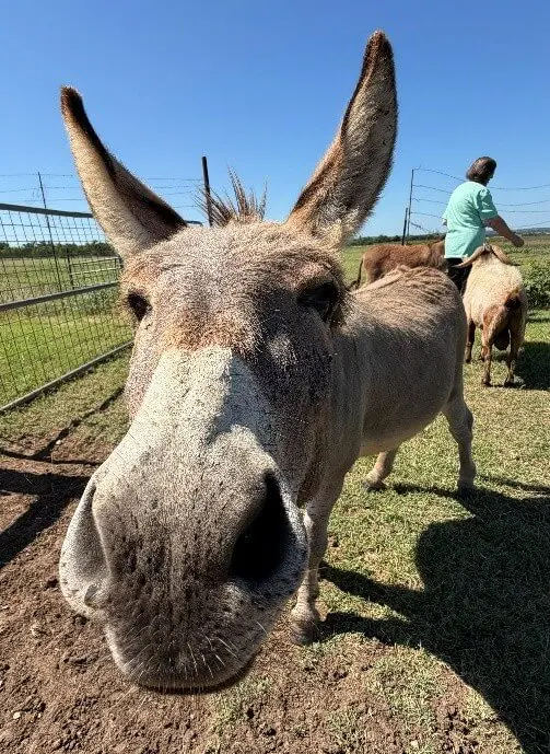 Poncho – The Lady’s Man at Fat Ass Ranch and Winery Poncho – The Lady’s Man at Fat Ass Ranch and Winery