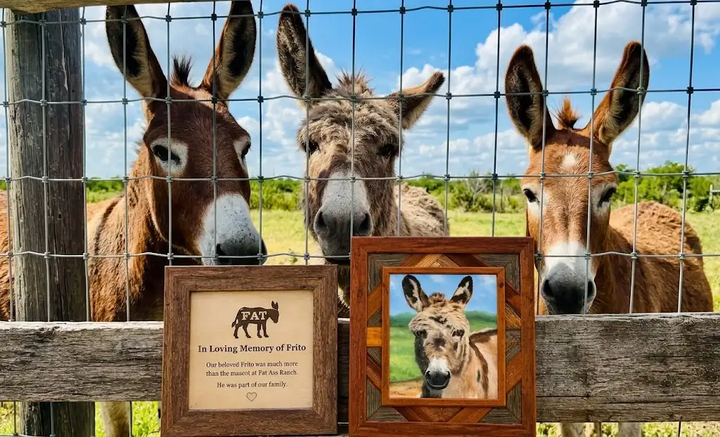 Frito and new donkeys